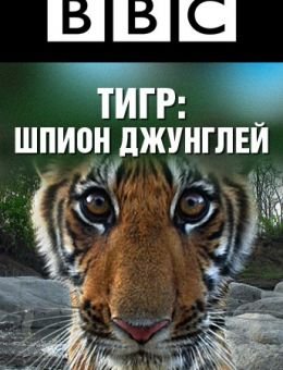  BBC: Тигр — Шпион джунглей