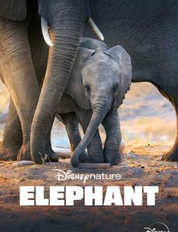 Слон (2020)